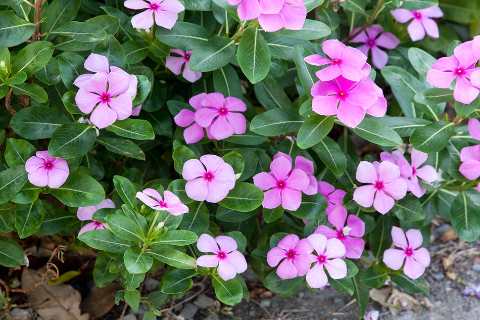 Annuals / Tropicals Colonial Classics Landscape & Nursery